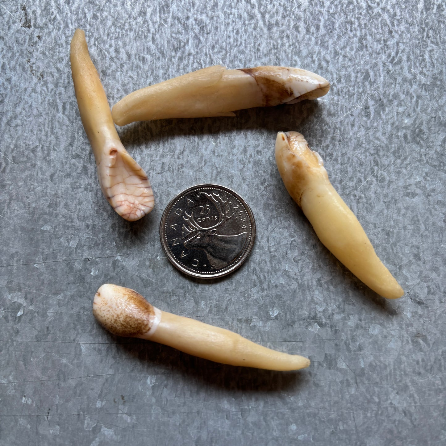 Moose Teeth