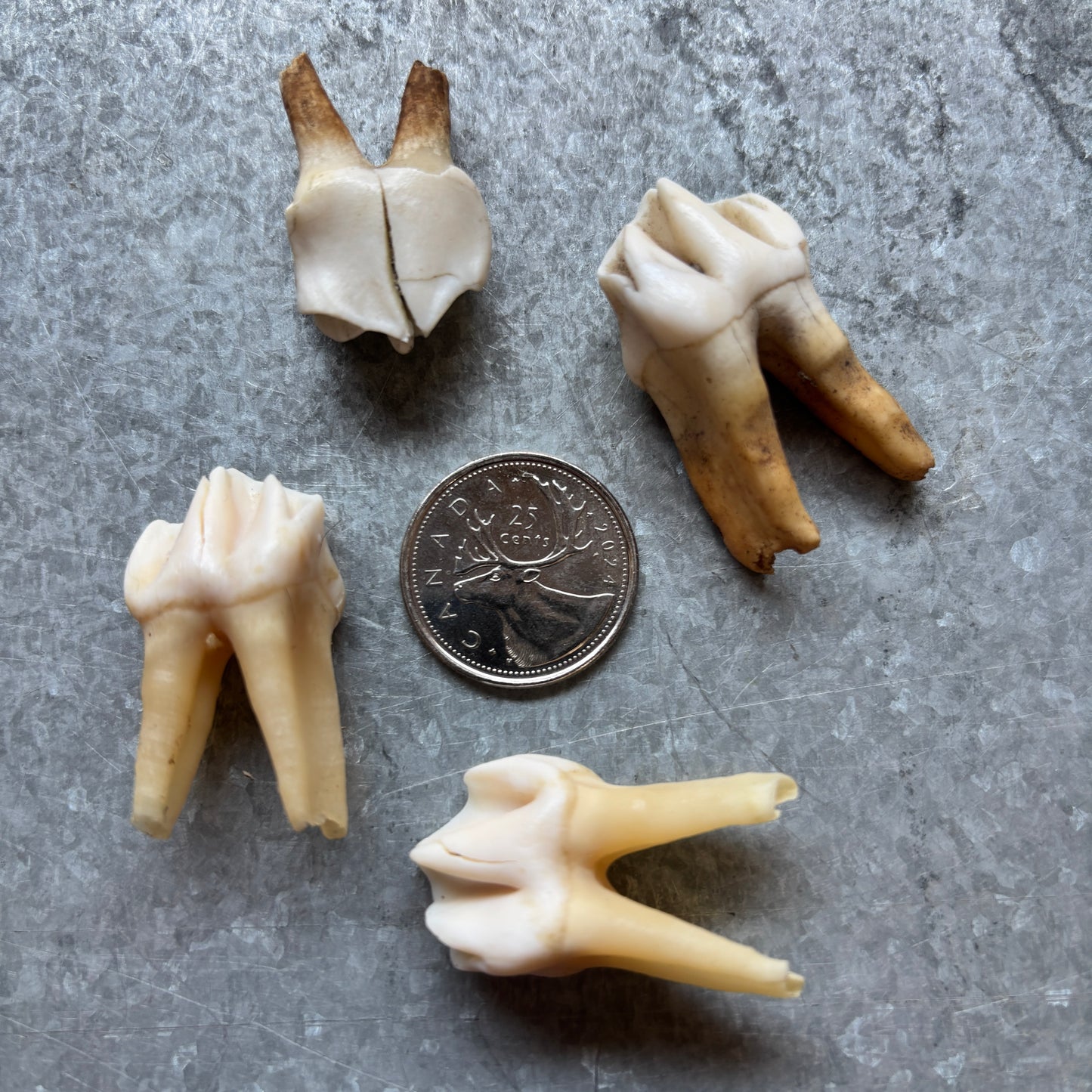 Moose Teeth