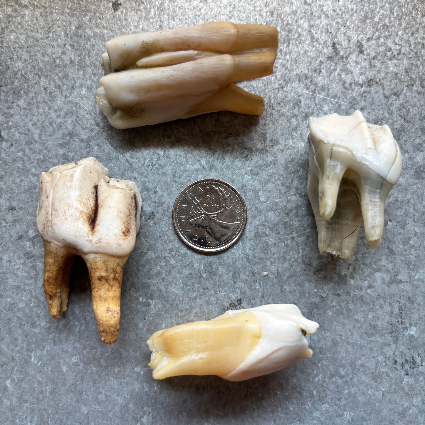 Moose Teeth