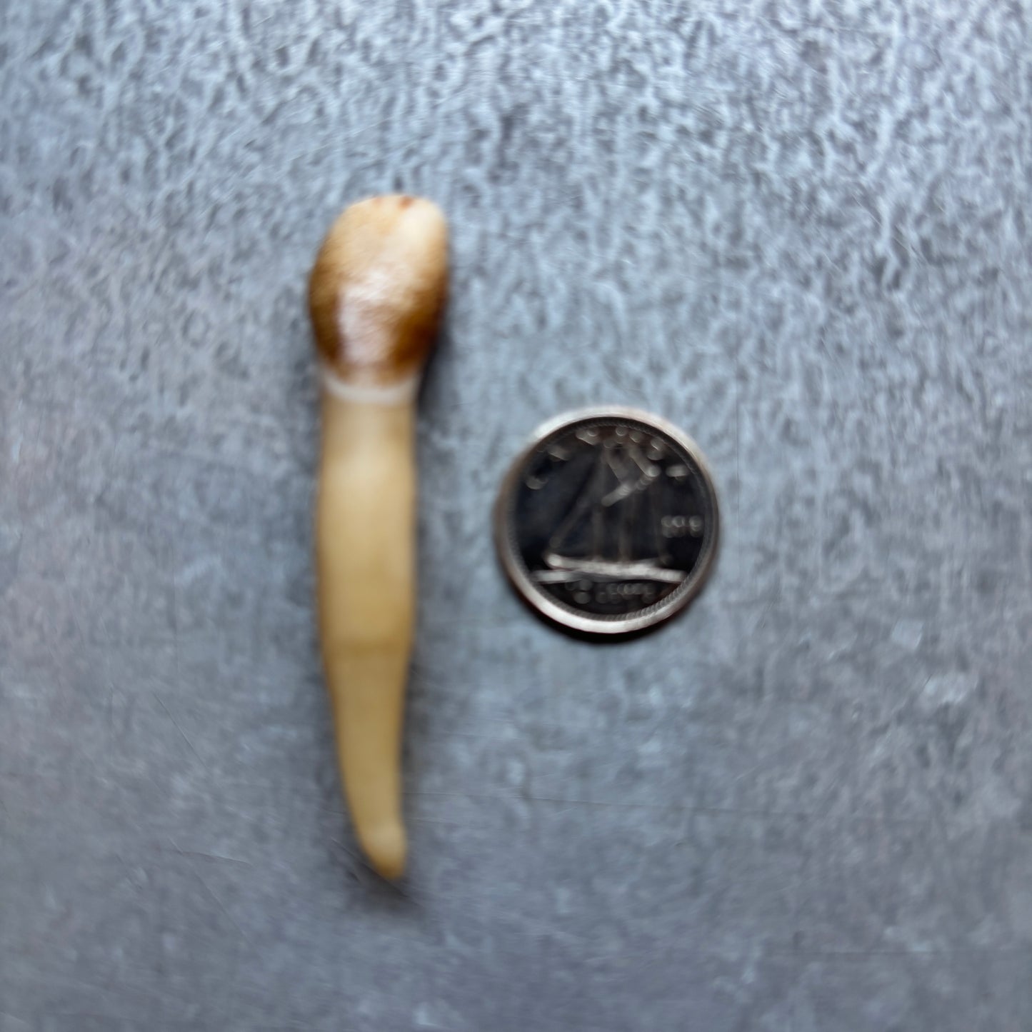 Moose Teeth