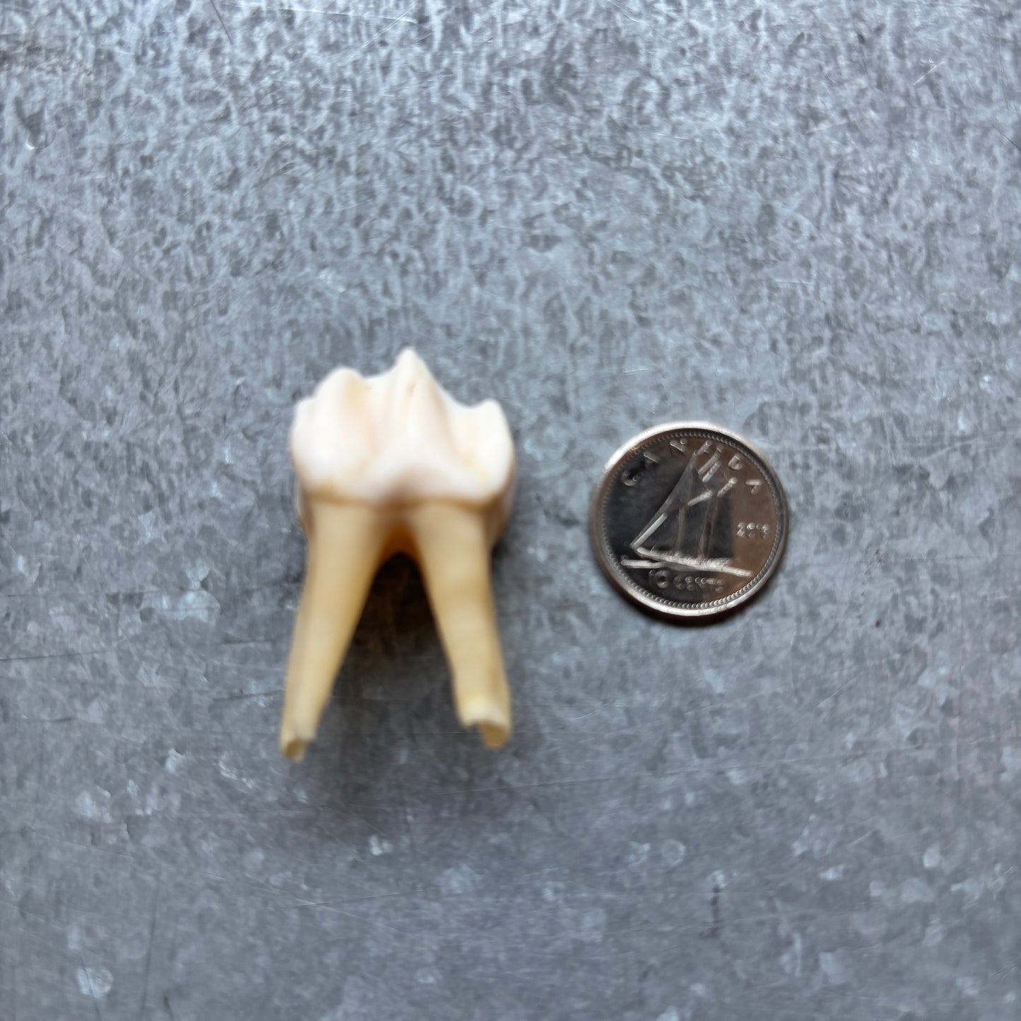 Moose Teeth