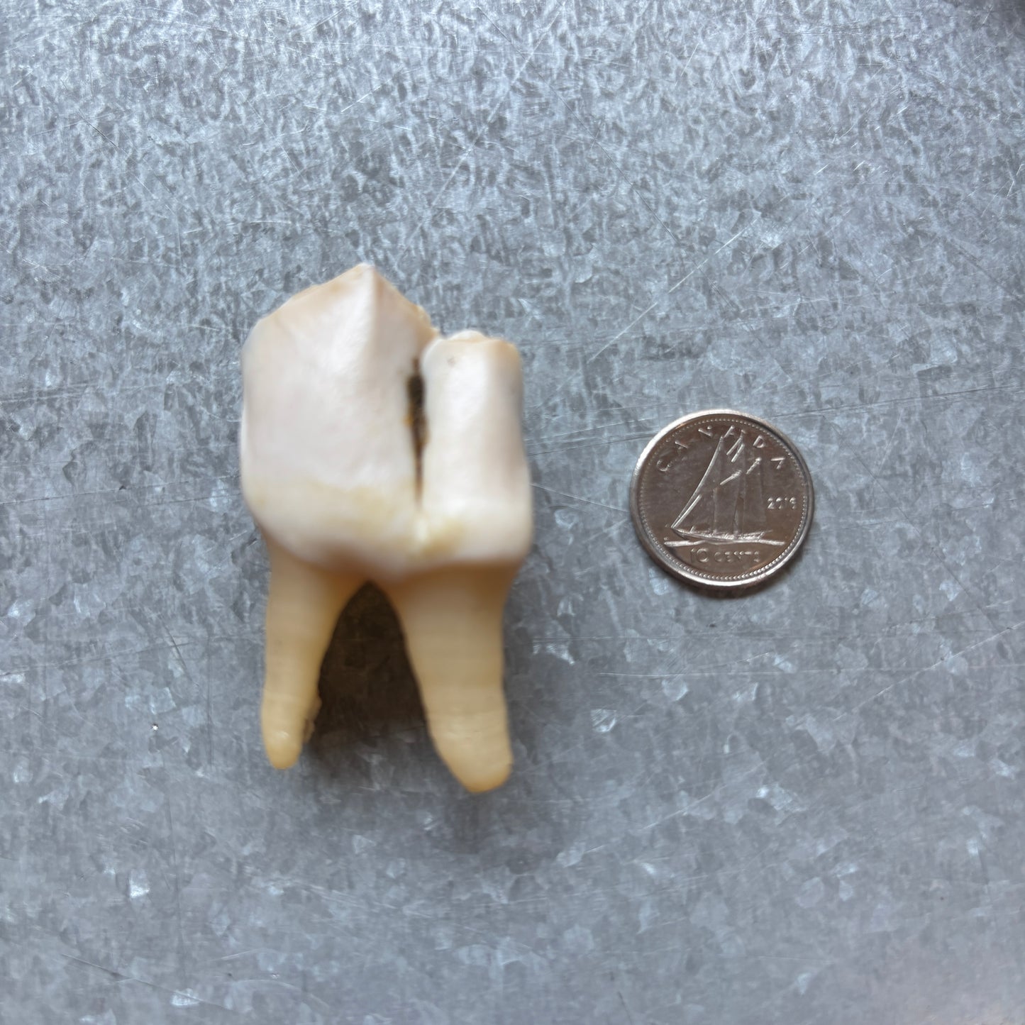 Moose Teeth