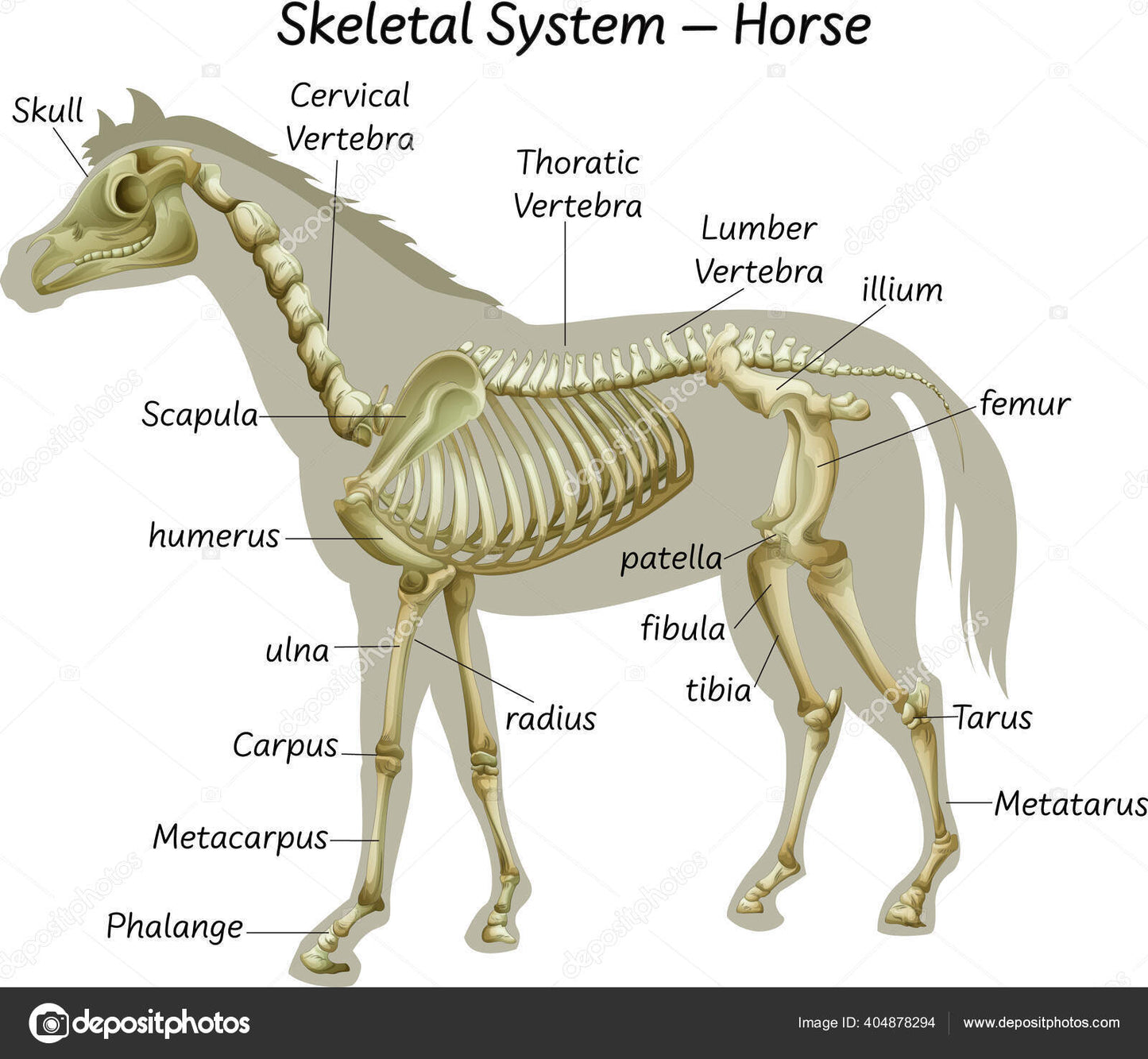 Lumbar Horse Vertebrae
