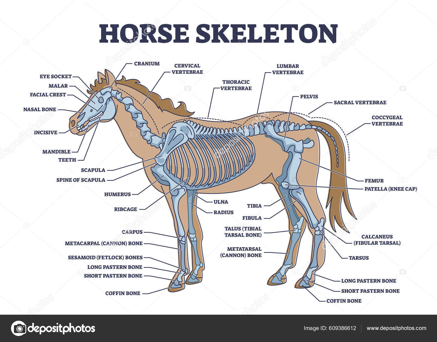 Thoracic Horse Vertebra