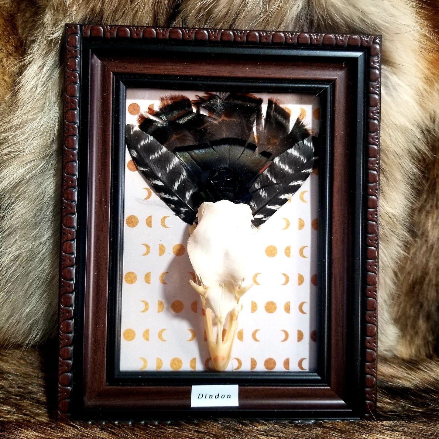 Framed Turkey Skull and Feather