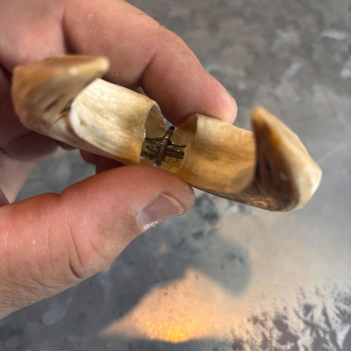 Large Wild Boar Tusks Pendants