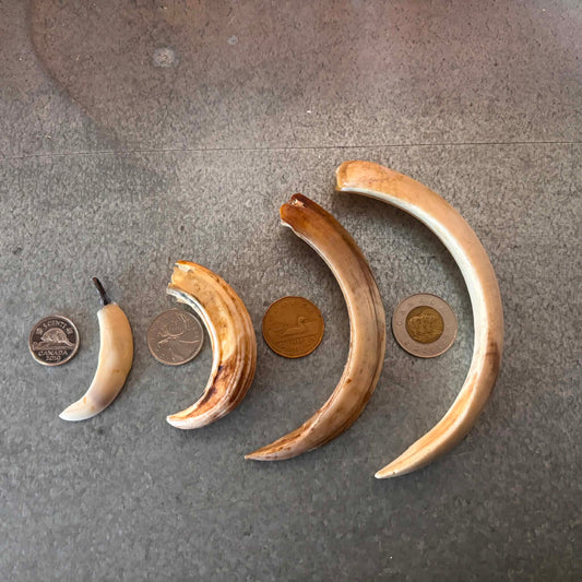 Wild Boar Tusks Pendants