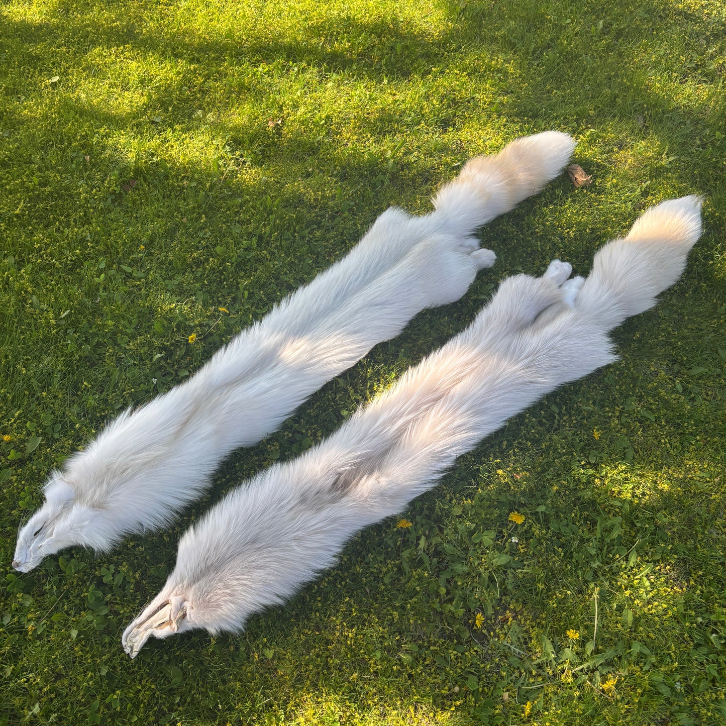 Dyed Silver Fox Pelt - Special order only