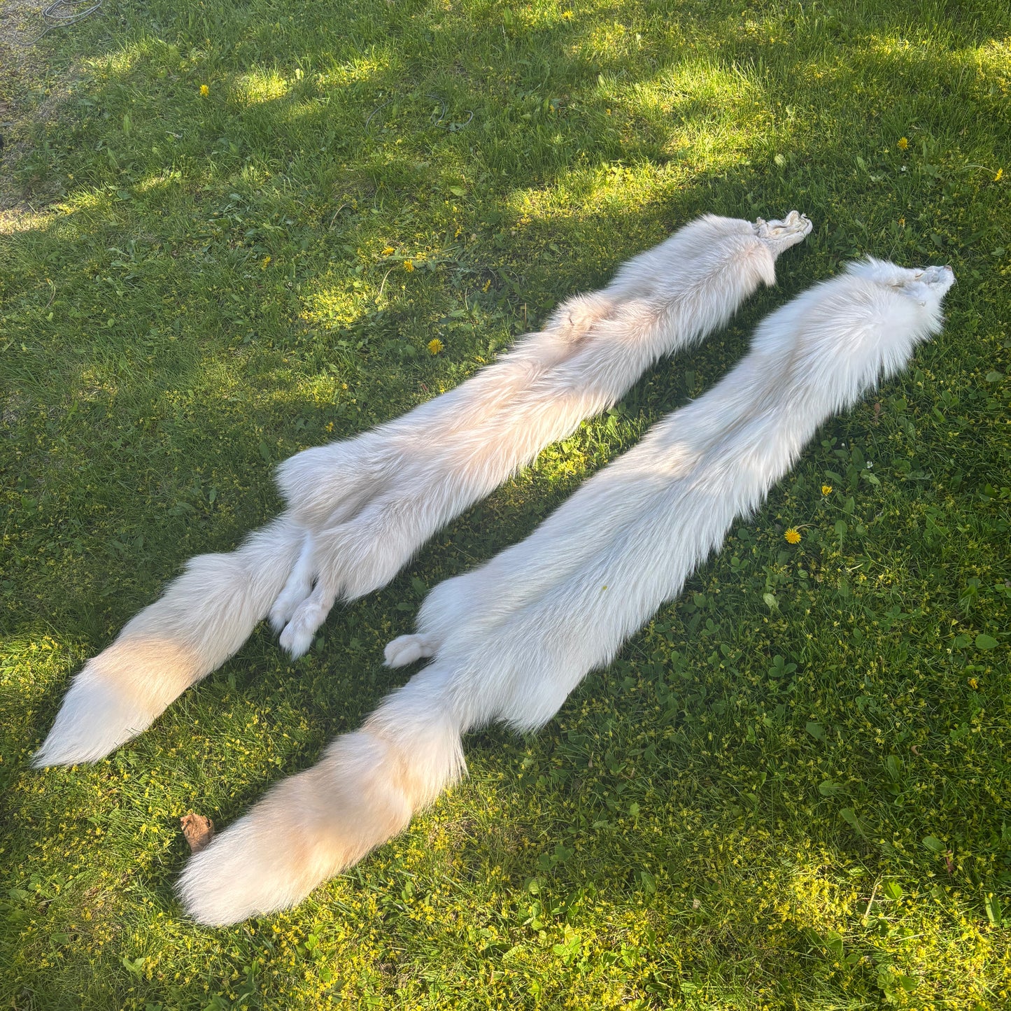 Dyed Silver Fox Pelt - Special order only