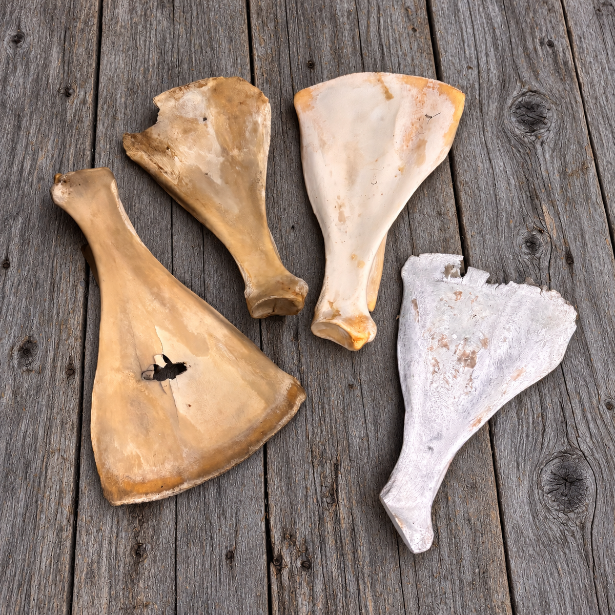 Natural Moose Scapula Bone
