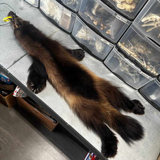 Wolverine Fur Pelt