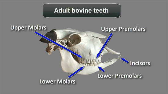 Bovine Teeth