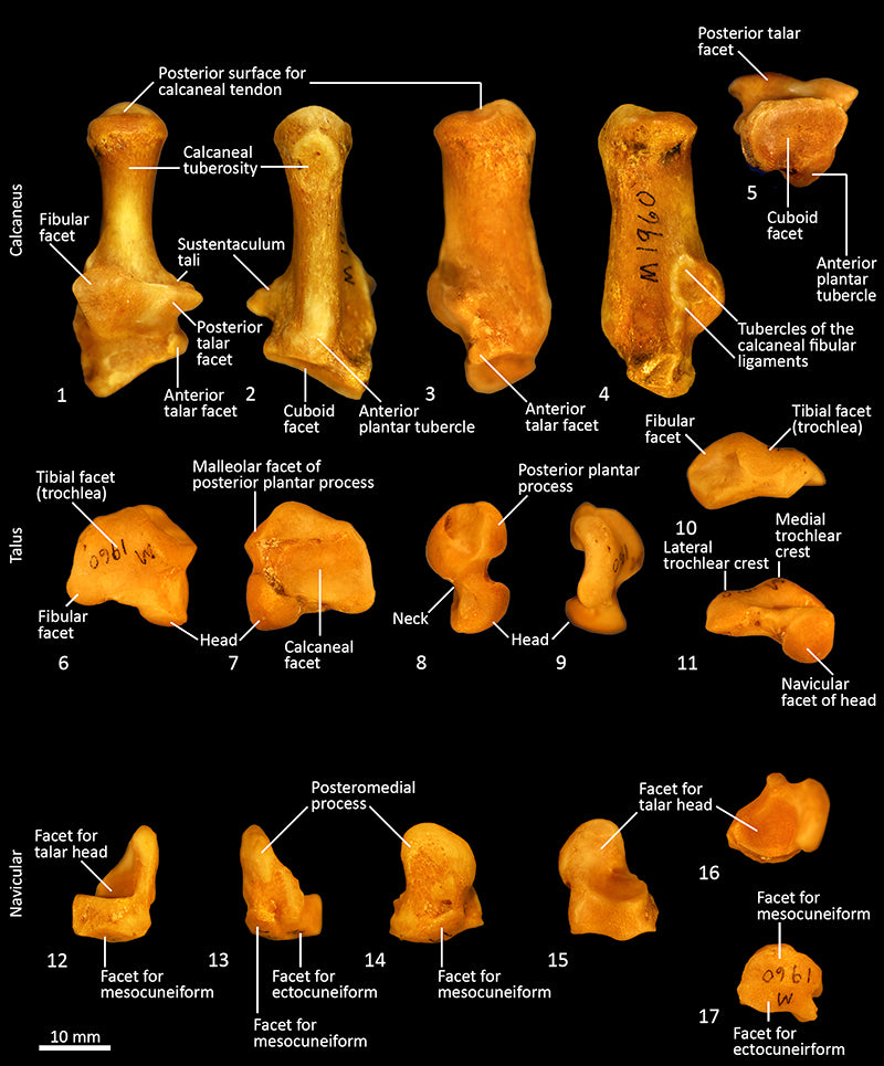 Wolf Bone - Calcaneus