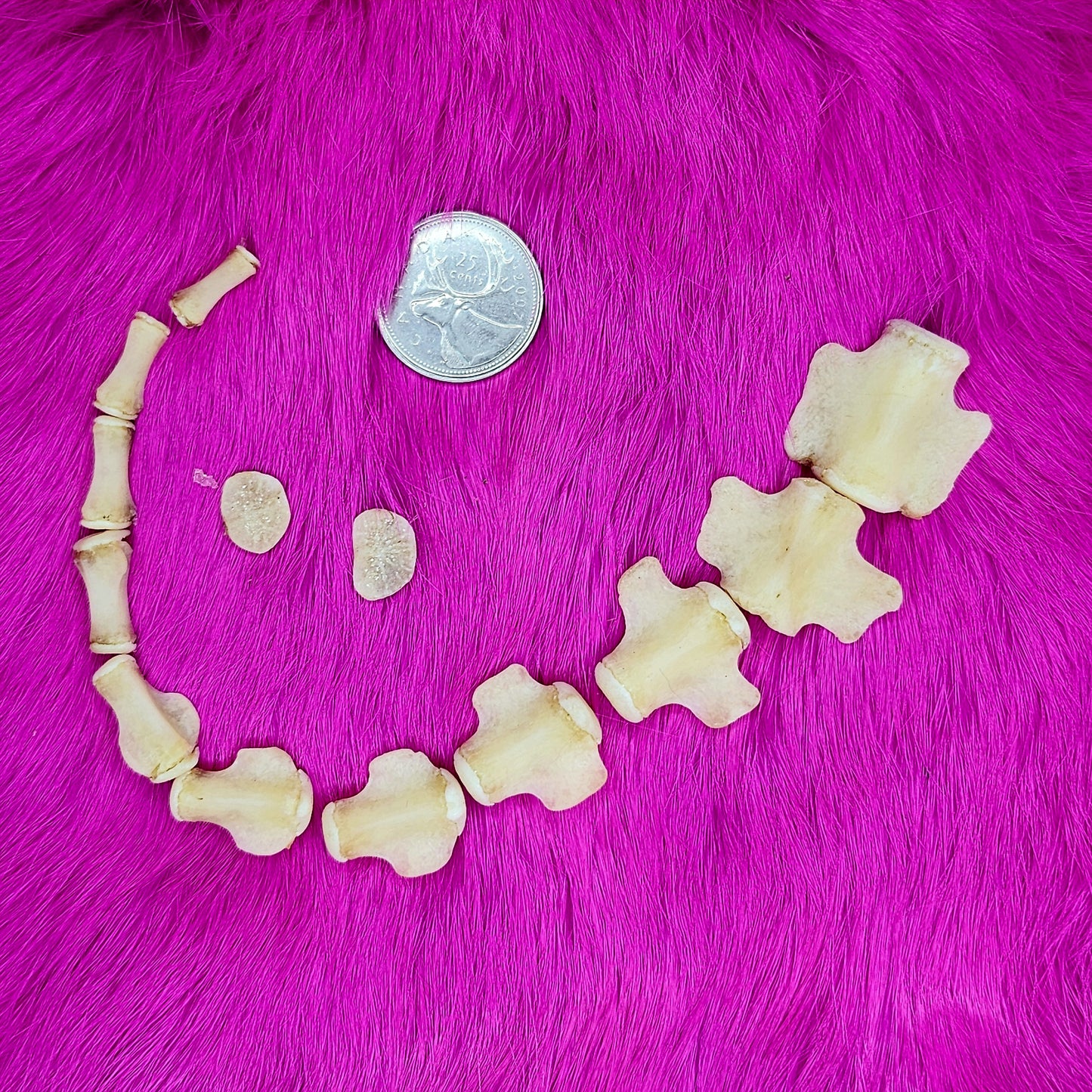 Wild boar - Bones - Full tail