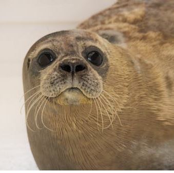 Fur seal skin