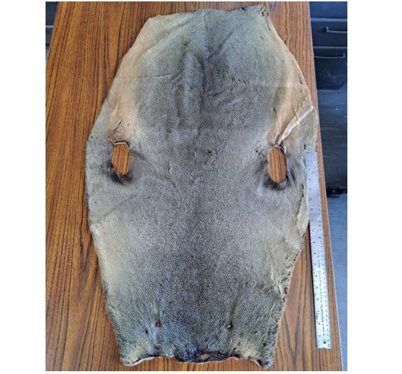 Fur seal skin