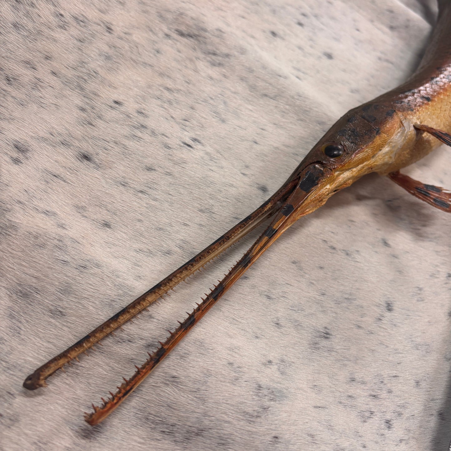 Alligator Gar Taxidermy Wall Mount