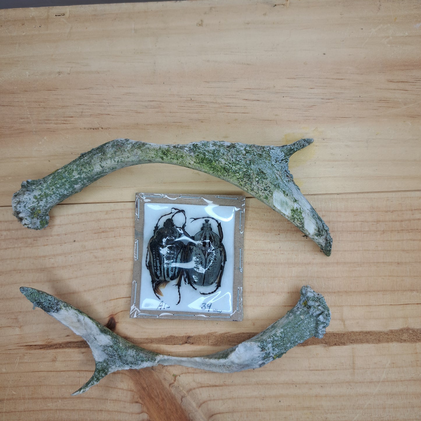 Goliathus orientalis (unmounted)