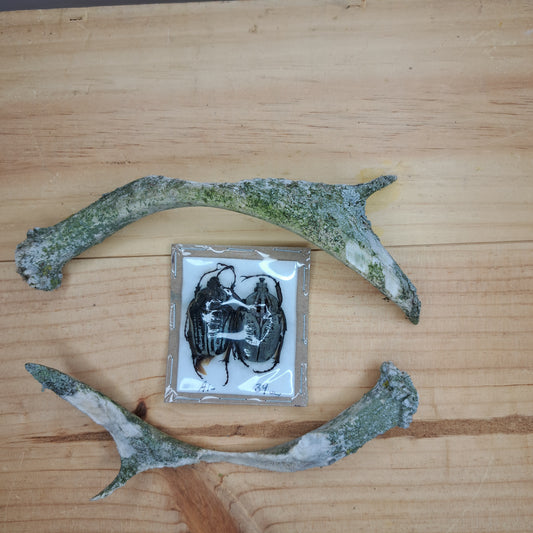 Goliathus orientalis (unmounted)