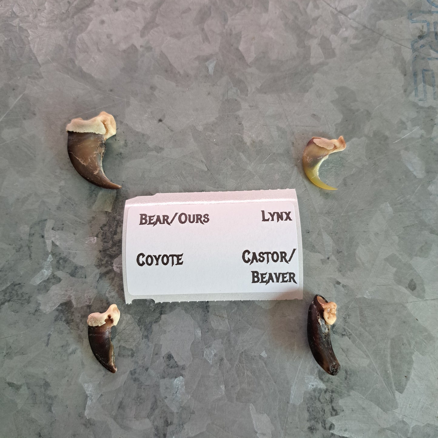 Educational kit: Claws comparisons