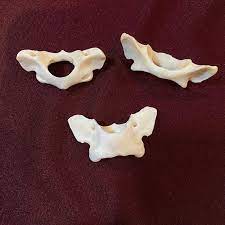 Raccoon Bones - Atlas