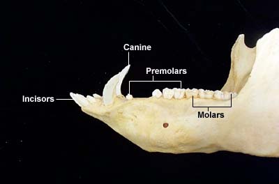 Wild Boar Tusks