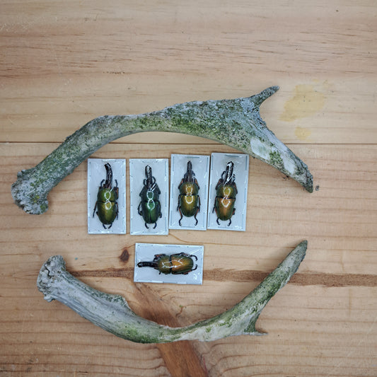Lamprima adolphinae (unmounted)