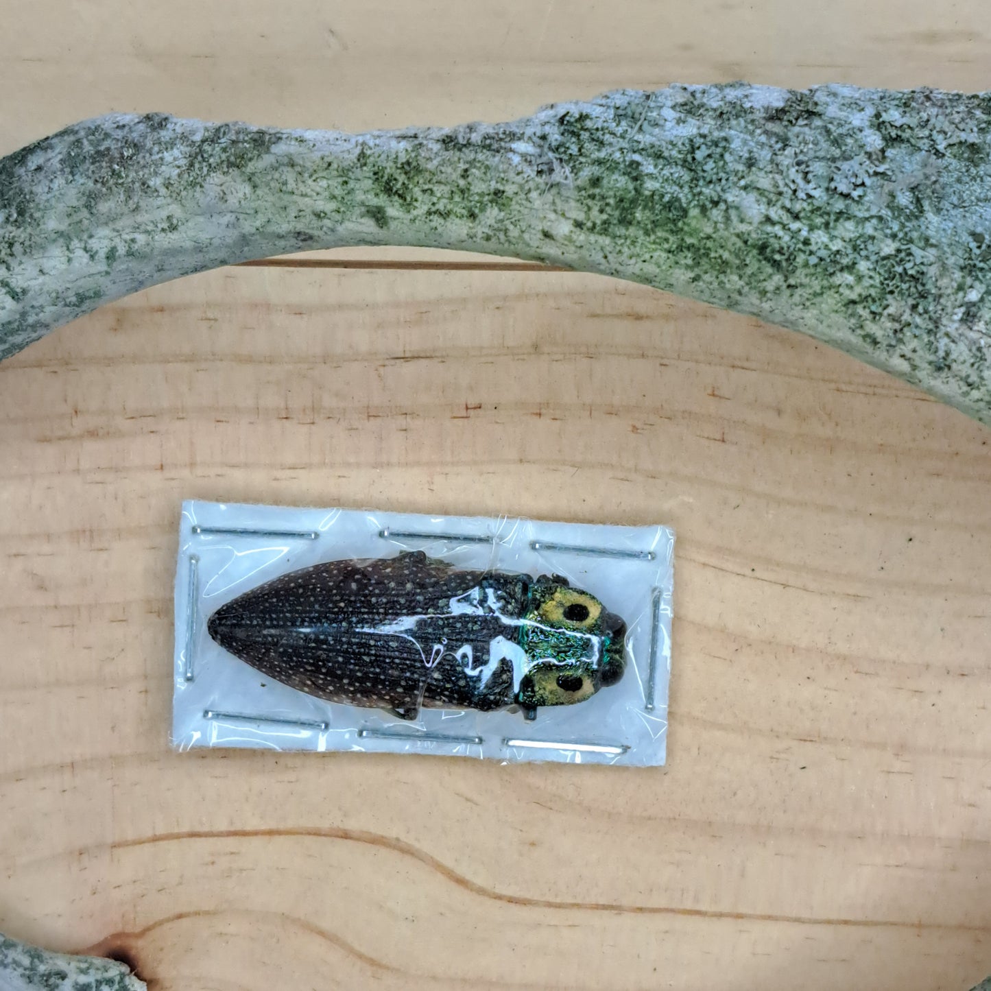 Lampropela rothshildii (unmounted)