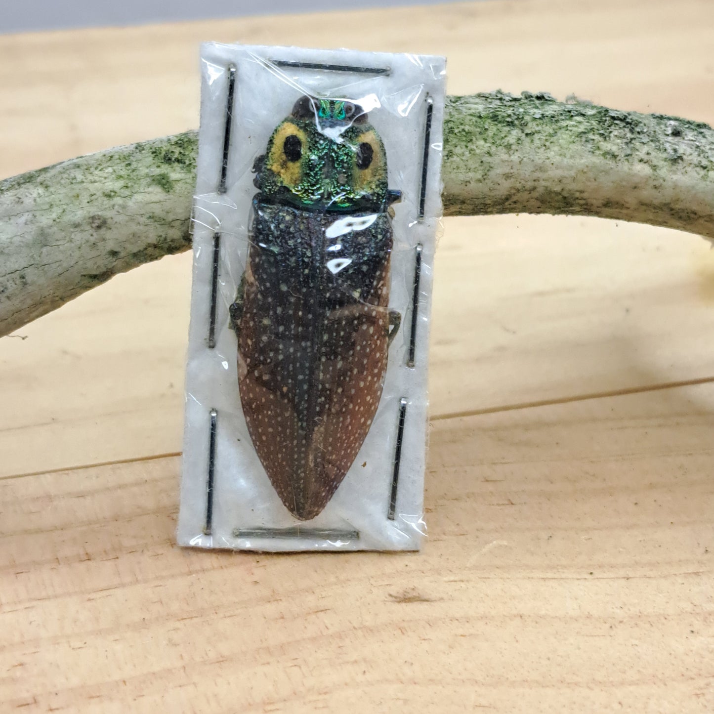 Lampropela rothshildii (unmounted)