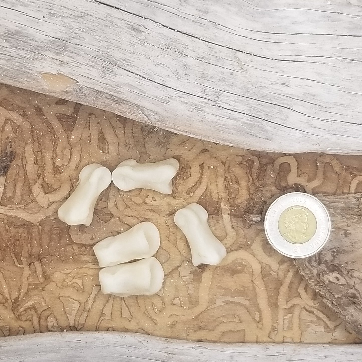 Llama Foot Bones