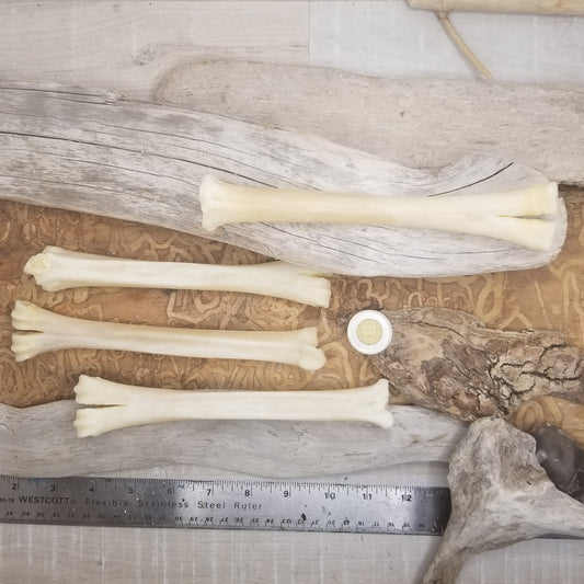 Llama Foot Bones