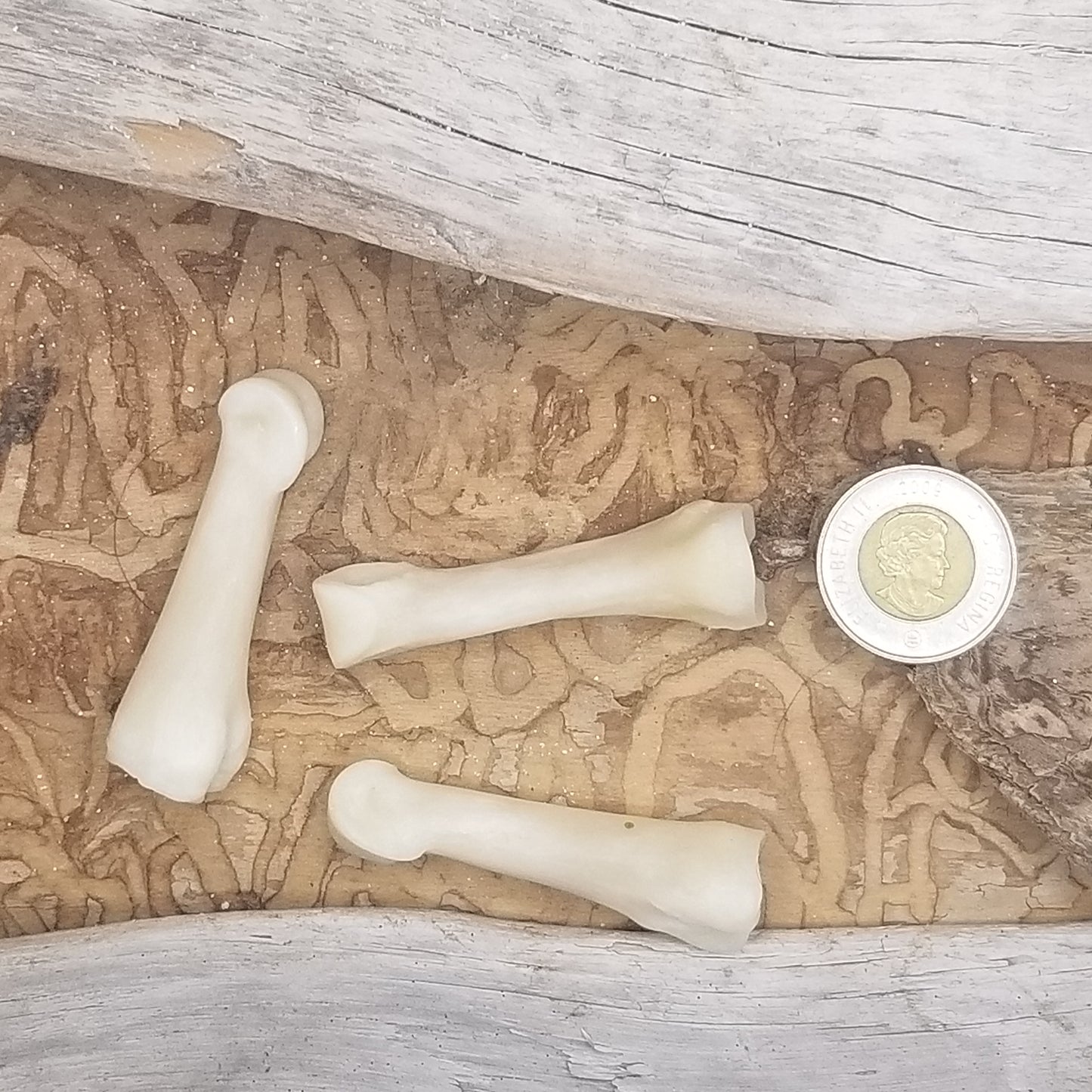 Llama Foot Bones