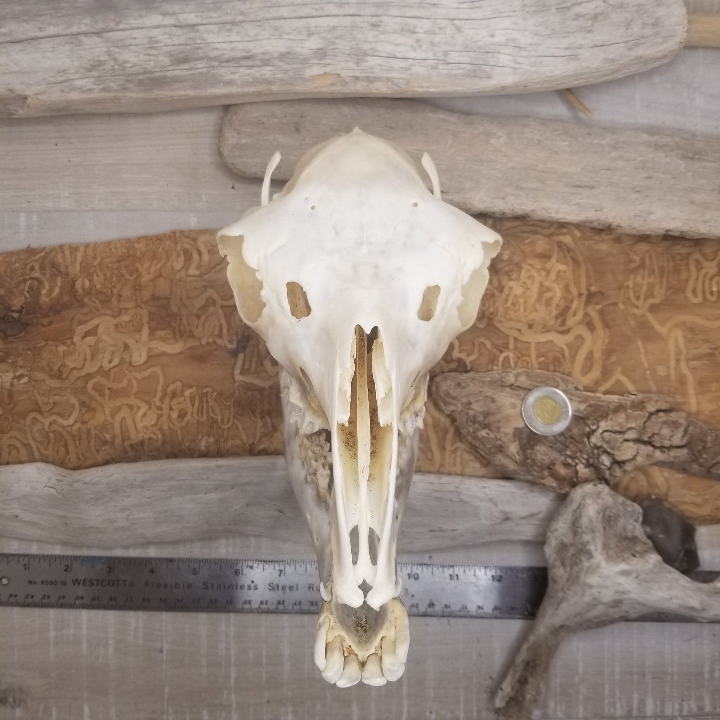 Llama Skulls