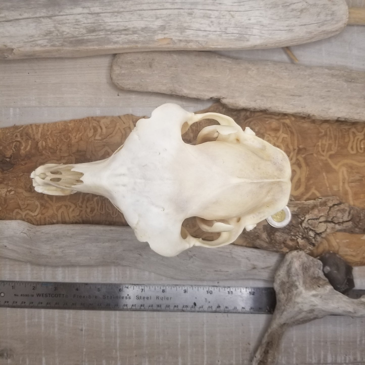 Llama Skulls