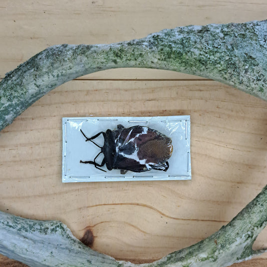 Mattiphus (unspecified, unmounted)