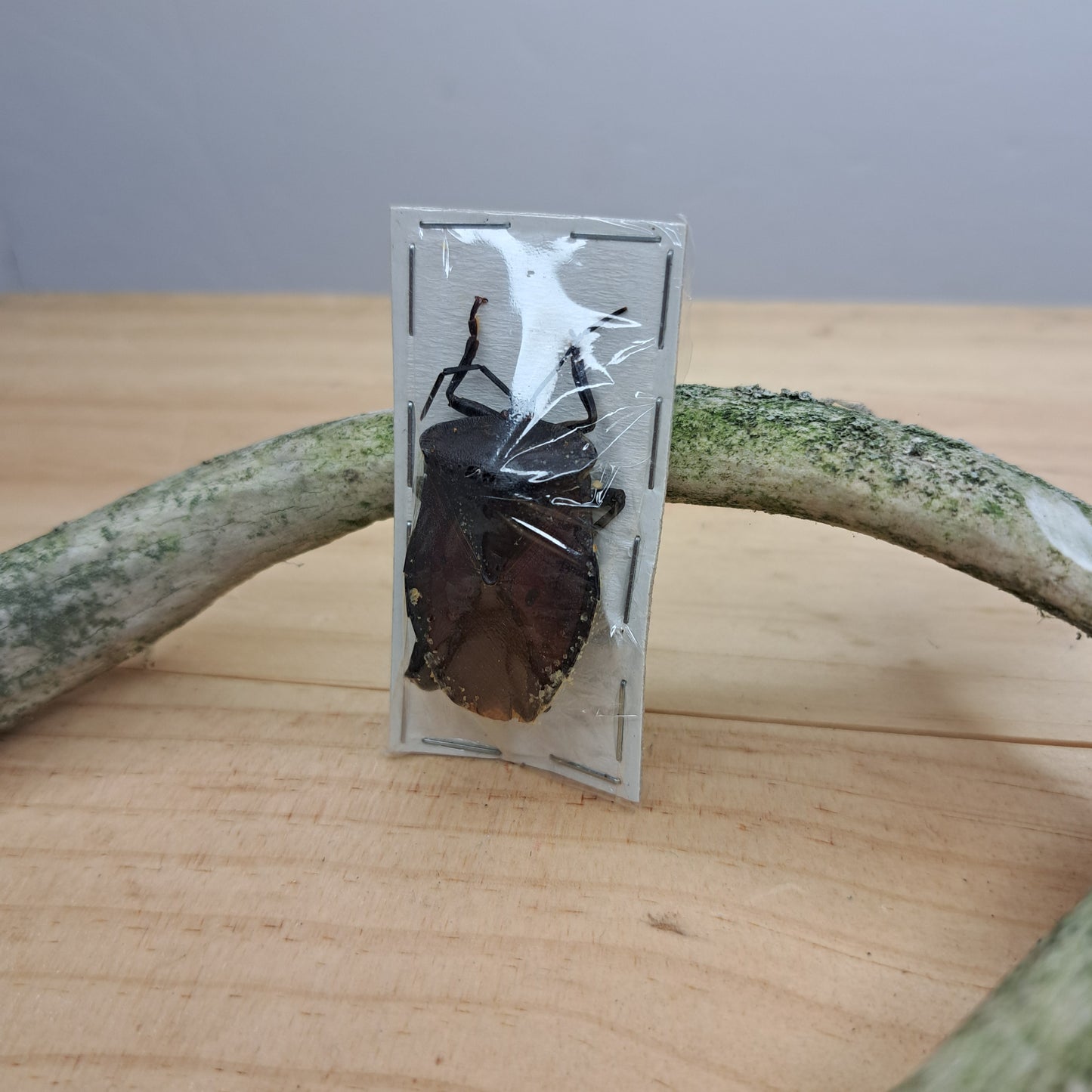 Mattiphus (unspecified, unmounted)