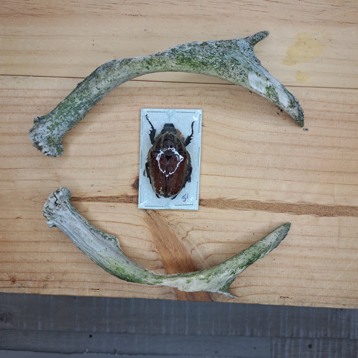 Mecynorrhina ugandensis (unmounted)