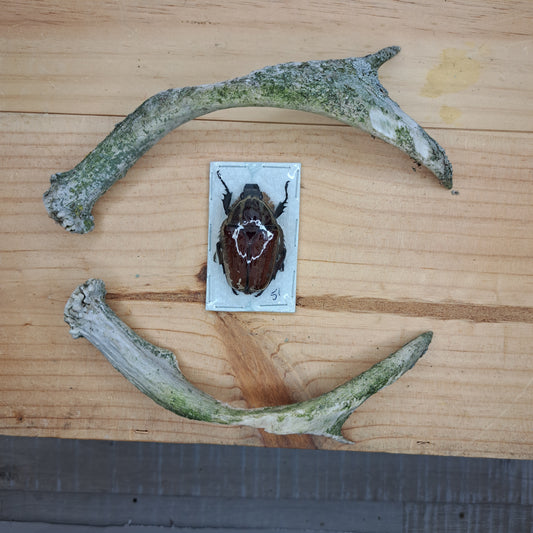 Mecynorrhina ugandensis (unmounted)