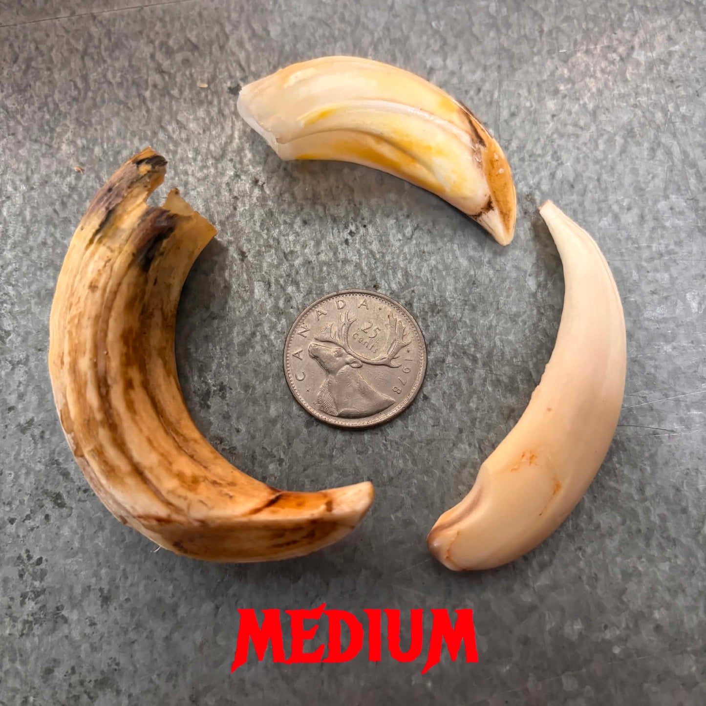 Wild Boar Tusks Pendants