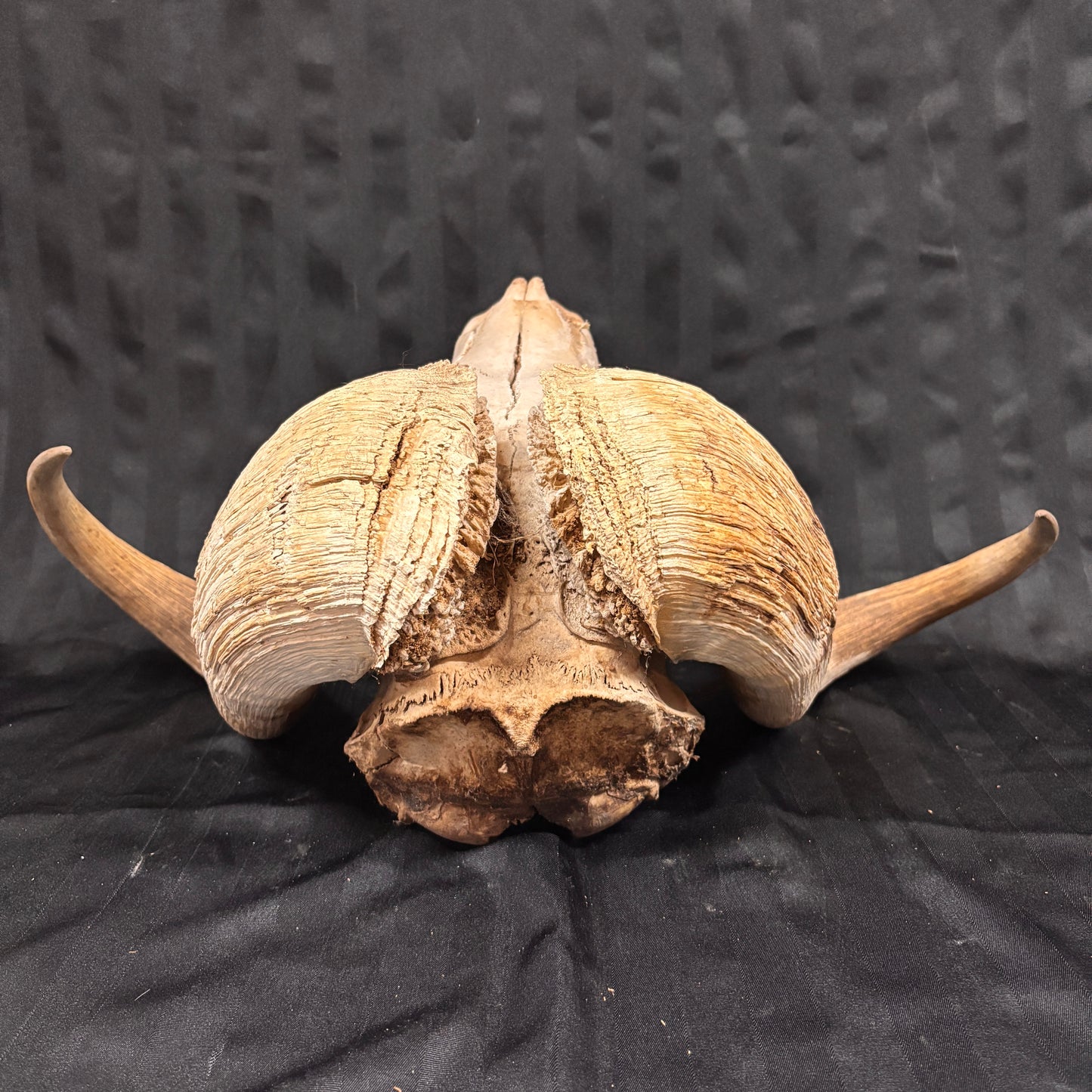 Musk Ox Skull - Large 19" - No lower jaw