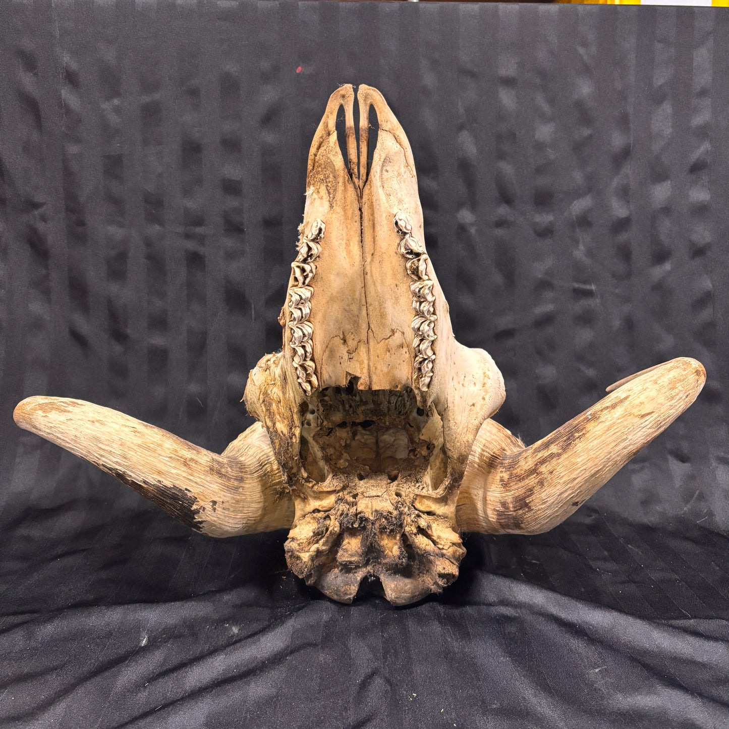 Musk Ox Skull - Large 19" - No lower jaw