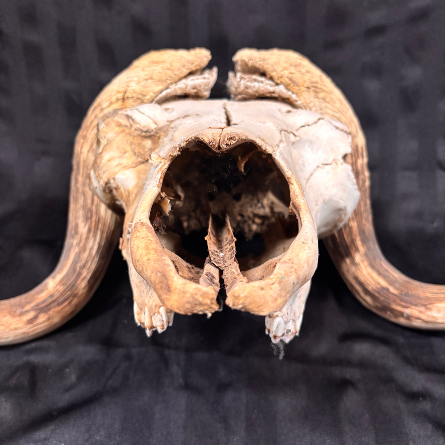 Musk Ox Skull - Large 19" - No lower jaw