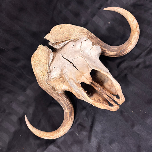 Musk Ox Skull - Large 19" - No lower jaw