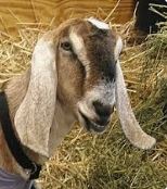 Anglo-Nubian Goat Half Face Pelt