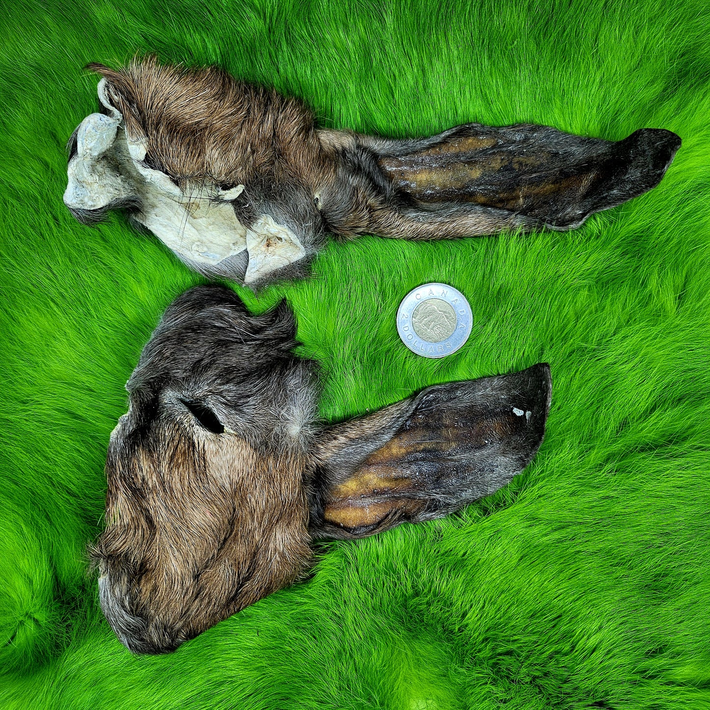 Anglo-Nubian Goat Half Face Pelt