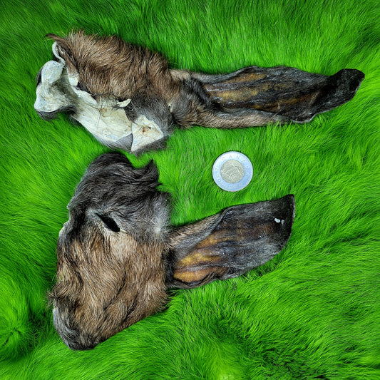 Anglo-Nubian Goat Half Face Pelt