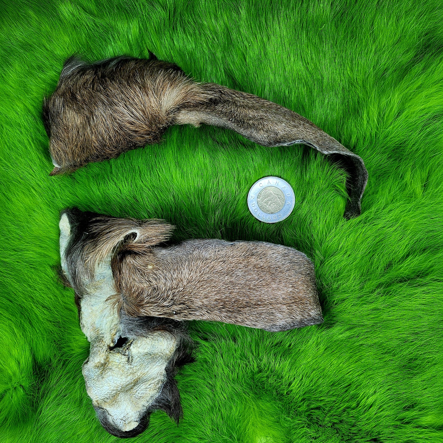 Anglo-Nubian Goat Half Face Pelt