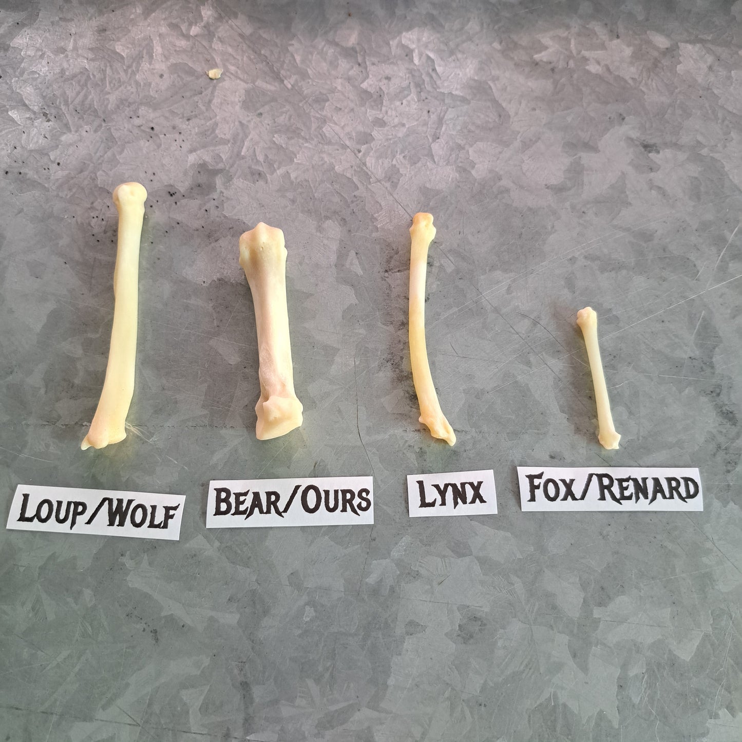 Educational kit: Bone comparisons