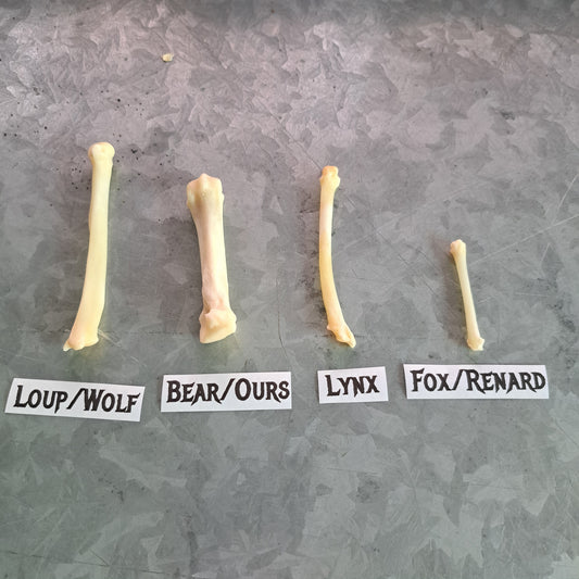 Educational kit: Bone comparisons