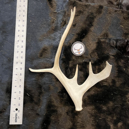 Small Caribou Antlers